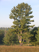 Tall Tree with Red Face