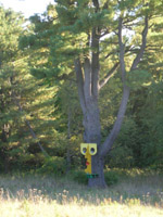 distance Yellow