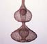 Ruth Asawa