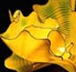 Dale Chihuly