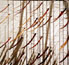 Michio Ihara