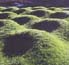 Maya Lin